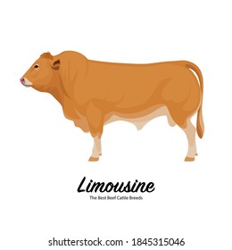 Limousine - The Best Beef Cattle Breeds. Farm animals. Vector Illustration.