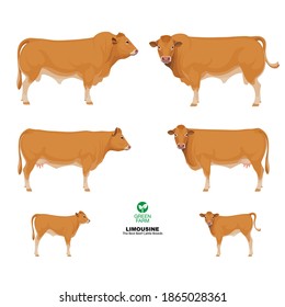 Limousine - The Best Beef Cattle Breeds. Set Bull, Cow, Calf. Farm animals. Vector Illustration.