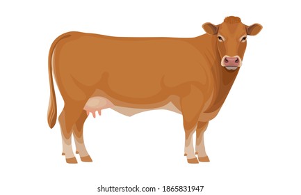 Limousine - The Best Beef Cattle Breeds. Cow - Farm animals. Vector Illustration.