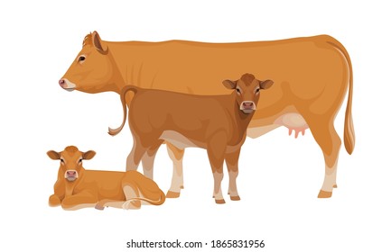 Limousine - The Best Beef Cattle Breeds. Set Bull, Cow, Calf. Farm animals. Vector Illustration.