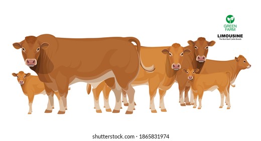 Limousine - The Best Beef Cattle Breeds. Set Bull, Cow, Calf. Farm animals. Vector Illustration.