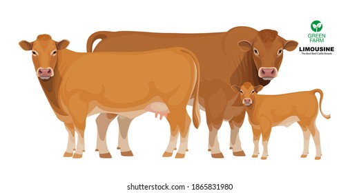 Limousine - The Best Beef Cattle Breeds. Set Bull, Cow, Calf. Farm animals. Vector Illustration.