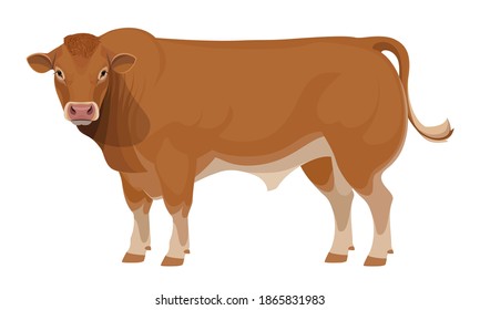 Limousine - The Best Beef Cattle Breeds. Bull - Farm animals. Vector Illustration.