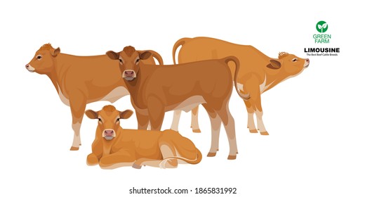 Limousine - The Best Beef Cattle Breeds. Set Bull, Cow, Calf. Farm animals. Vector Illustration.