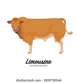 Limousine Bull - The Best Beef Cattle Breeds. Farm animals. Vector Illustration.