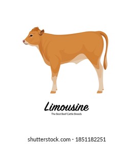 Limousine Calf - The Best Beef Cattle Breeds. Farm animals. Vector Illustration.