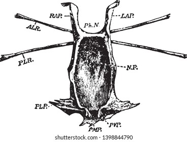 Limulus where neural fossa protecting the aggregated ganglia of the central nervous system, vintage line drawing or engraving illustration.