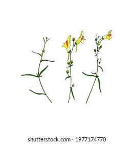 Linaria vulgaris, common toadflax, yellow toadflax or butter-and-eggs is a species of toadflax, snapdragon, Plantaginaceae family hand drawn vector illustration doodle sketch colorful plant isolated