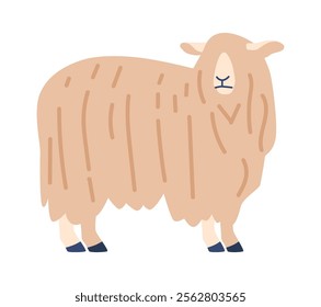 Lincoln sheep breed vector illustration