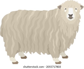 Lincoln Sheep Farm animals Flat vector illustration Isolated object set