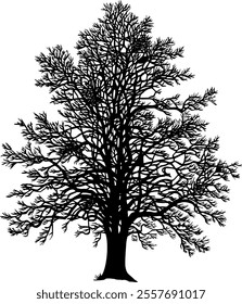 Linden bare trees silhouette. Beautiful leafless tree. Vector illustration