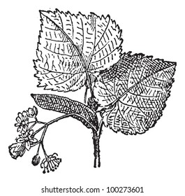 Linden or baswood or lime or tilia, vintage engraved illustration. Leaf and flowers of linden. Dictionary of words and things - Larive and Fleury - 1895.