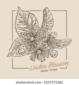 Linden blossom, tree flowers, medicinal plant, illustration in medieval engraving style