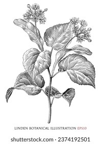 Linden botanical vintage illustration black and white clip art