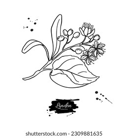 Linden branch drawing. Botanical vector sketch of plant with flowers and leaves. Hand drawn medical herb. Black ink outline illustration