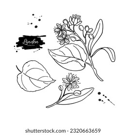 Linden branch drawing. Botanical vector sketch of plant with flowers and leaves. Hand drawn medical herb. Black ink outline illustration