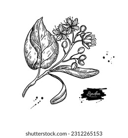 Linden branch drawing. Vector lime tree flower and leaves. Herbal engraved style illustration. Detailed botanical sketch for tea, organic cosmetic, medicine, and aromatherapy. 