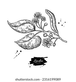 Linden branch drawing. Vector lime tree flower and leaves. Herbal engraved style illustration. Detailed botanical sketch for tea, organic cosmetic, medicine, and aromatherapy. 