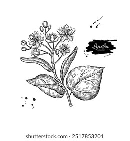 Dibujo de rama de tilo. Vector de flores y hojas de tilo. Ilustración de estilo herbal grabado. Boceto botánico detallado para el té, cosmética orgánica, medicina, 