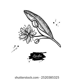 Dibujo de rama de tilo. Vector de flores y hojas de tilo. Ilustración de estilo herbal grabado. Boceto botánico detallado para el té, cosmética orgánica, medicina