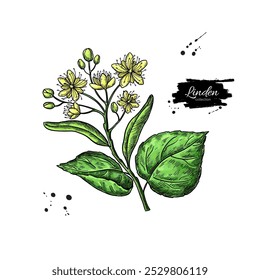 Dibujo de rama de tilo. Vector de flores y hojas de tilo. Ilustración de estilo herbal grabado. Boceto botánico detallado para té, cosmética orgánica, medicina y aromaterapia. 