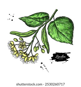 Desenho do ramo de Linden. Flor e folhas da árvore de limão vetorial. Ilustração em estilo gravado à base de plantas. Esboço botânico detalhado para chá, cosmético orgânico, medicina e aromaterapia. 