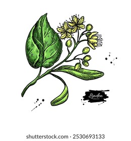 Dibujo de rama de tilo. Vector de flores y hojas de tilo. Ilustración de estilo herbal grabado. Boceto botánico detallado para té, cosmética orgánica, medicina y aromaterapia. 