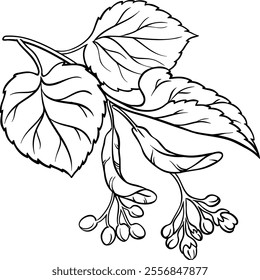 Linden Branch with Flowers Illustration