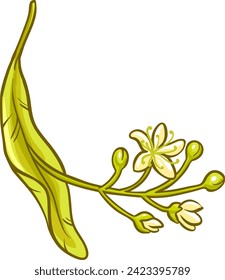 Linden Branch with Flowers and Leaves Colored Detailed Illustration. 