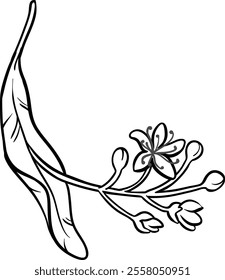 Linden Branch with Flowers Outline Illustration.