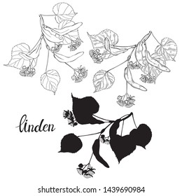Linden branch. Hand drawn vector set, isolated floral elements for design on white background. Silhouette and outline.