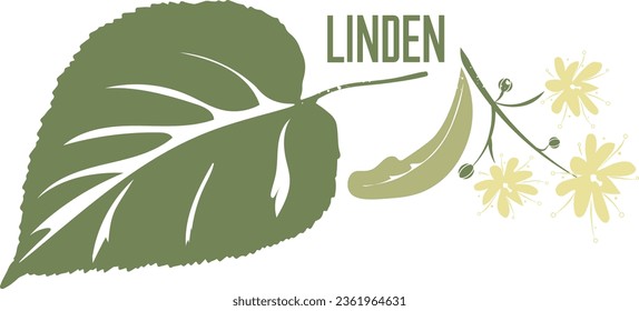 Linden branch medicinal tree in color vector silhouette. Medicinal Tilia cordata tree. Set of Linden flowers and leafs in color image for pharmaceuticals and coocking. Medicinal tree color drawing.