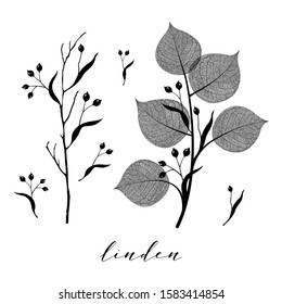 Linden branch and seed. Floral botanical illustration isolated on background. Skeleton vein leaves and elegant vintage graphic design in black and white color