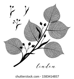 Linden branch and seed. Floral botanical illustration isolated on background. Skeleton vein leaves and elegant vintage graphic design in black and white color