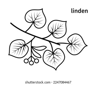 Iconos de línea vectorial de rama de conexión. Naturaleza y ecología. Linden, hojas, planta, ícono, dibujo, feto, título y más. Colección aislada de la rama de linden para sitios web icono sobre fondo blanco.