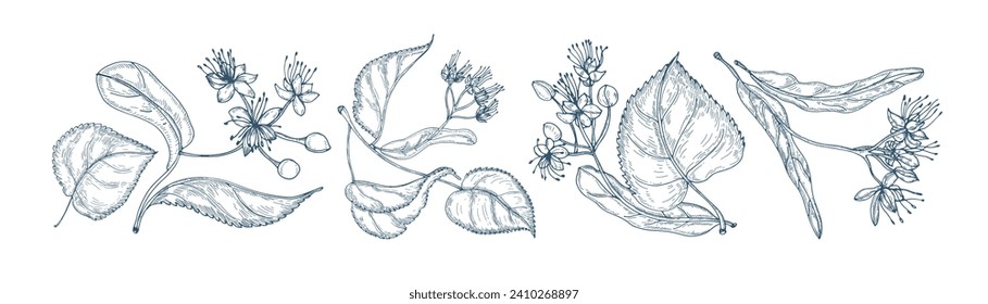 Linden branches, flowers and leaf set. Tilia, blossomed tea plant, drawing in retro style. Vintage botanical sketch, etching, engraving. Hand-drawn vector illustrations isolated on white background