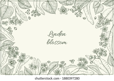 Linden branches flowers and leaves herbal frame. Hand drawn botanical sketch style. Vector illustration. Retro vintage graphic design.