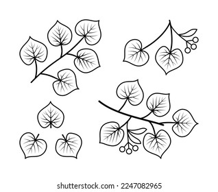 Linden branches and linden fruit vector line icons. Nature and ecology. Linden, leaves, plant, icon, drawing, fetus and more. Isolated collection linden branches for on white background.