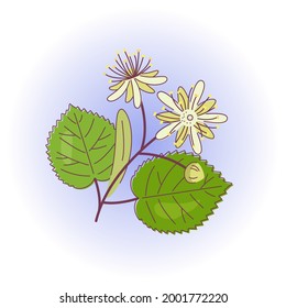 Linden design with two flowers and leaves on a blue background. Vector isolated colorful illustration in outline style.