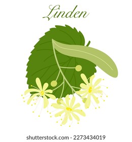 Linden. Flat style. Vector illustration 