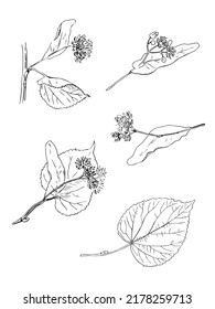 Linden flower, leaves, branch hand drawn with black lines on a white background.Botanical vintage drawing of a plant. Vector illustration.