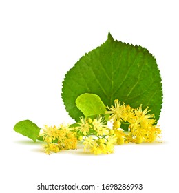 Linden flower low poly. Flower background of linden. Flower tea from linden. Elements for label design. Linden flower in triangulation technique. 