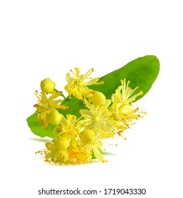 Linden Flower Low Poly Flower Background Stock Vector (Royalty Free ...