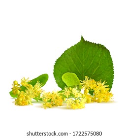 Linden flower low poly. Flower background of linden. Flower tea from linden. Elements for label design. Linden flower in triangulation technique. 