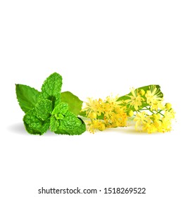 Linden flower and mint low poly. Flower background of linden. Scented fragrance and fresh mint. Flower tea from linden. Elements for label design. Linden flower in triangulation technique.