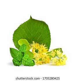 Linden Blume und Minze Low-Poly. floraler Hintergrund von Linden. Geschmackvoller Duft und frische Minze. Blumentee aus Leinen. Elemente für das Design von Etiketten. Linden Blume in Triangulationstechnik.