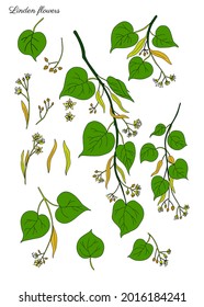 Plomo de flor de Linden, ilustración decorativa gráfica vectorial manuscrita dibujada a mano aislada en flores de miel de colección de color blanco, brotes y dibujos de doodle de hojas para el diseño de té de hierbas, cosmético, medicina