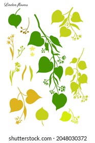 Linden flower sprig, decorative graphic basswood vector hand drawn illustration isolated on white, colorful set honey flowers, buds and leaf doodle sketch silhouette for design herbal tea, cosmetic