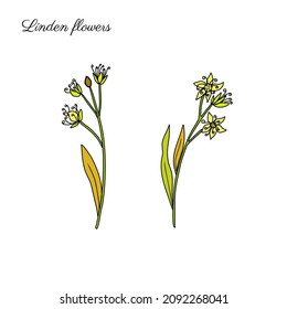 Linden flower sprig, decorative graphic blossom basswood vector hand drawn ink illustration isolated on white, colorful honey flower and leaf, doodle sketch  for design herbal tea, cosmetic, medicine