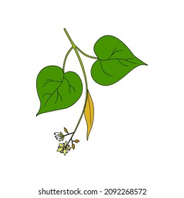 Linden flower sprig, decorative graphic basswood vector hand drawn ink illustration isolated on white, colorful honey flower and leaf, doodle sketch brunch for design herbal tea, cosmetic, medicine